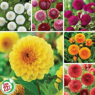 Ball Dahlia Collection Thumbnail